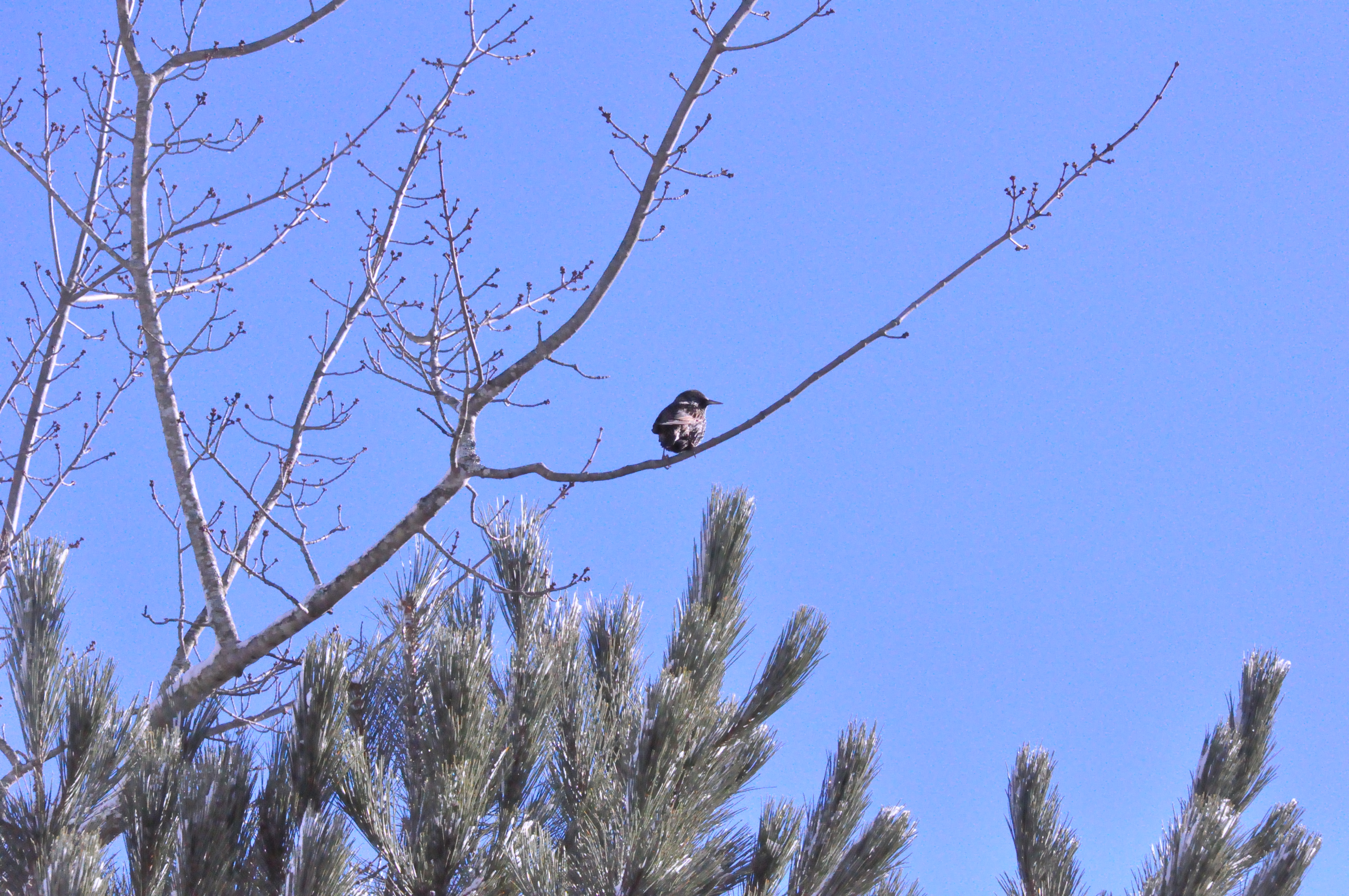 Status quo del Inmigrante.  Cómo hacer que nuestra primera experiencia resulte satisfactoria?  Cómo sobrellevar los primeros meses canadienses?