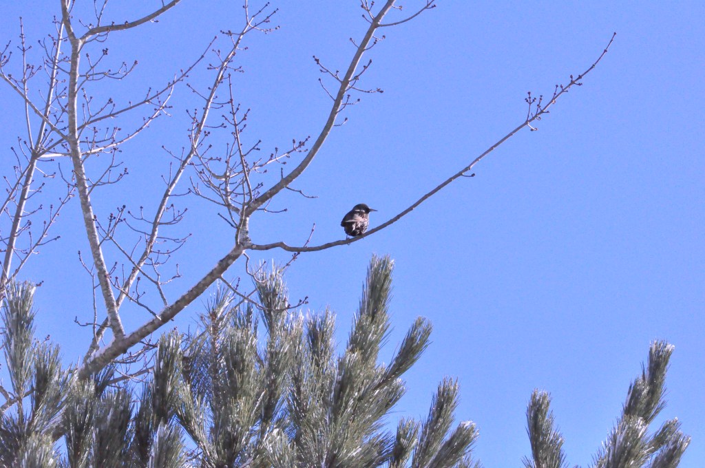 Status quo del Inmigrante.  Cómo hacer que nuestra primera experiencia resulte satisfactoria?  Cómo sobrellevar los primeros meses&nbsp;canadienses?