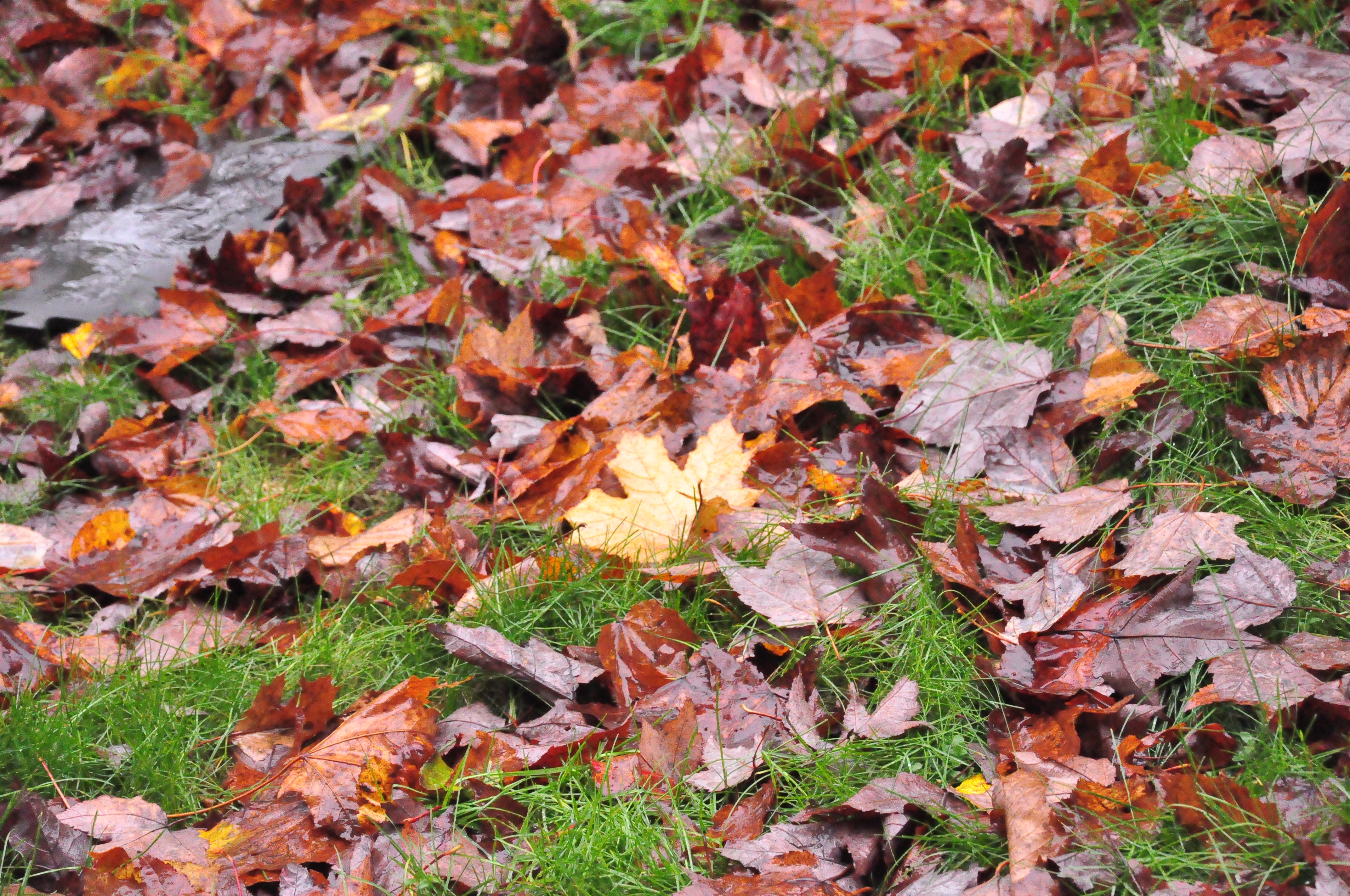 SEGUNDA PARTE    Cómo sobrellevar los primeros meses canadienses? Cinco consejos que me han funcionado.