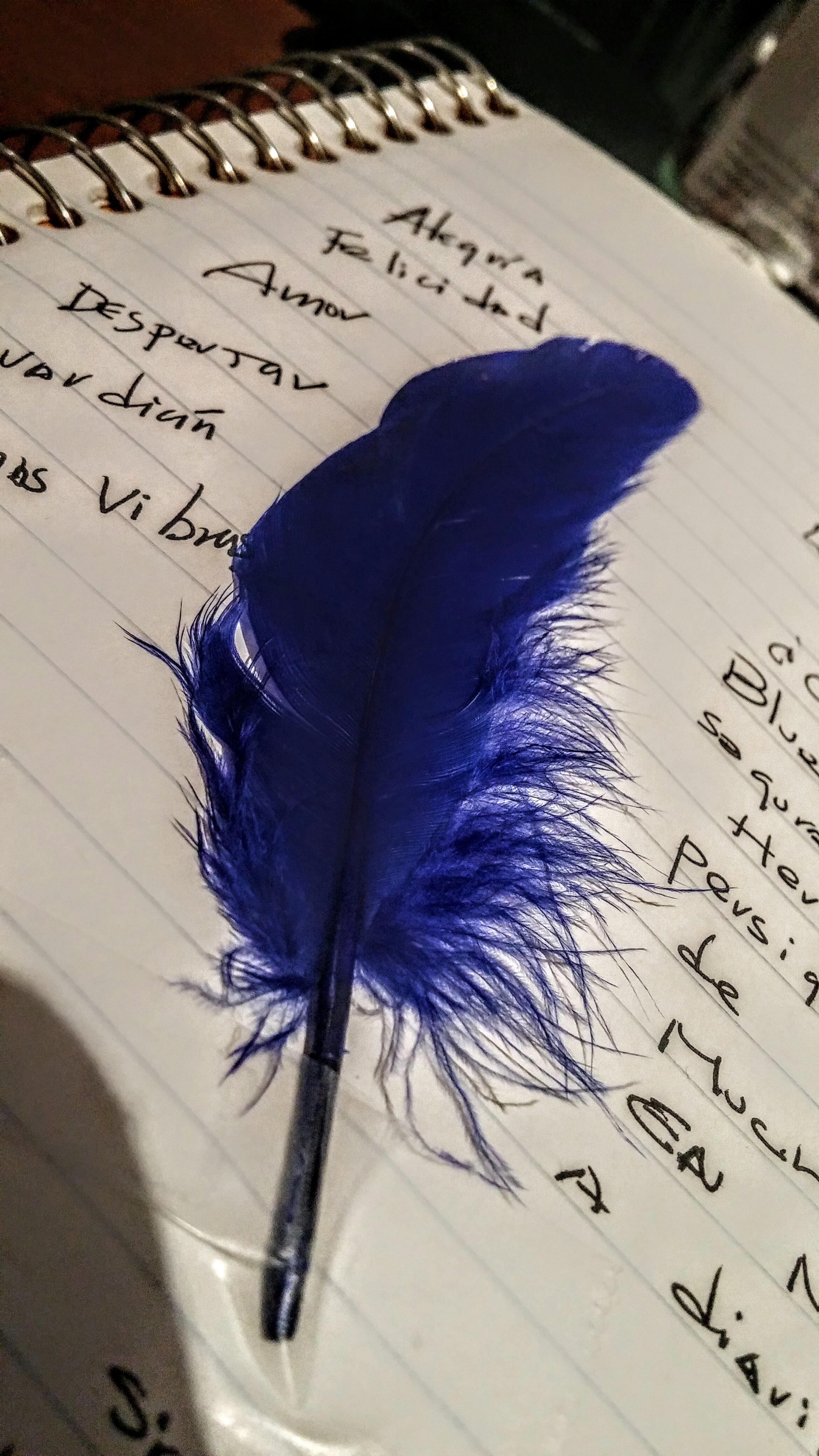 blue jay pluma
