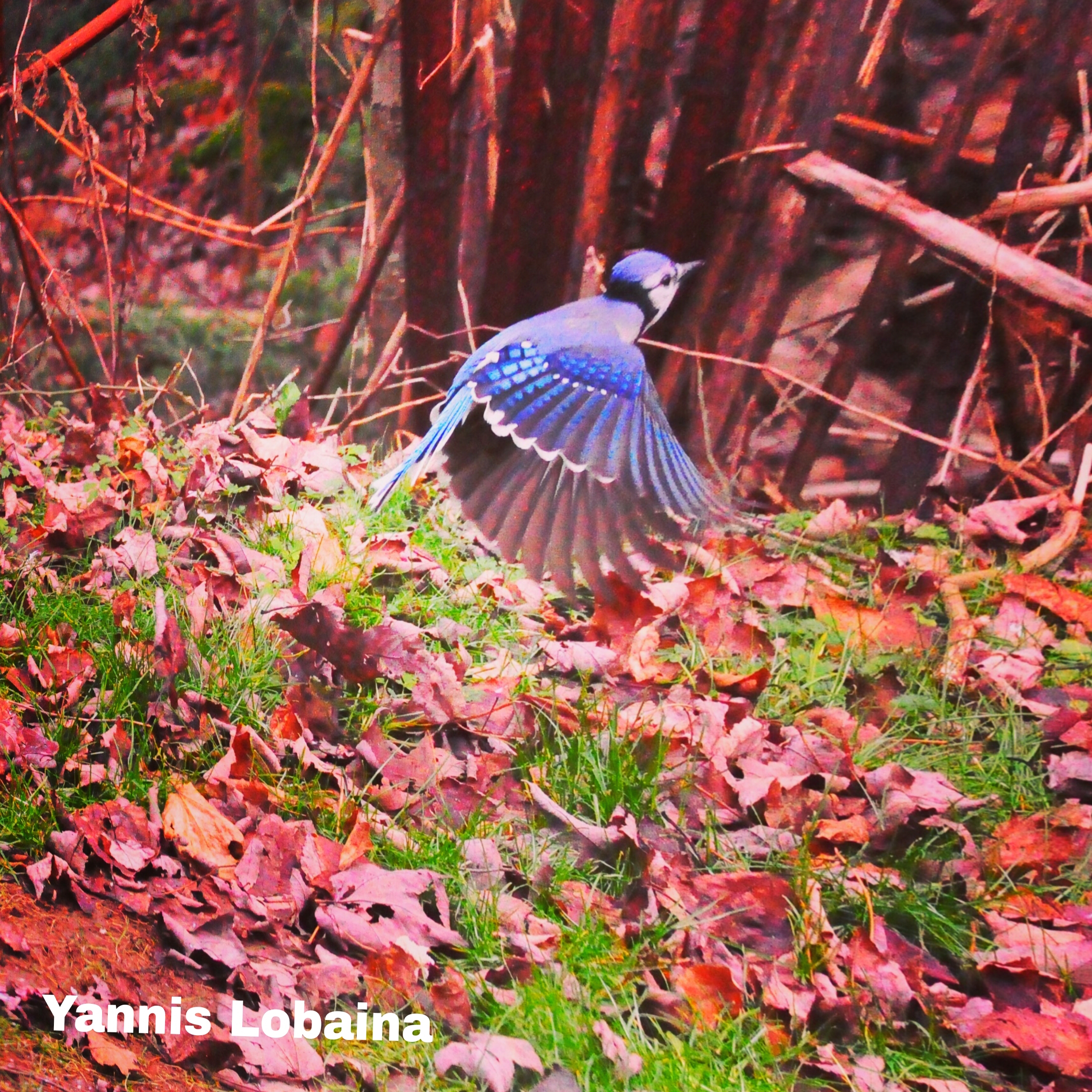 Blue jays o Azulejos: Aves mágicas