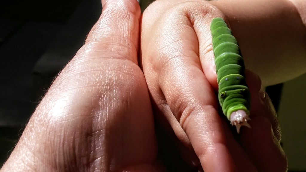 La naturaleza y los niños: Más de miles de efectos positivos.