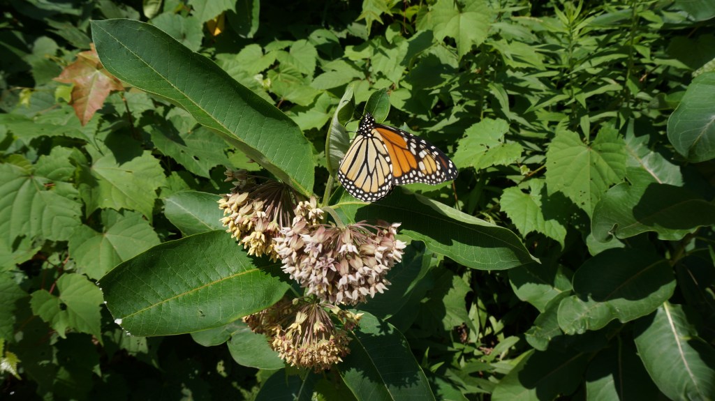 Butterfly way in&nbsp;Toronto