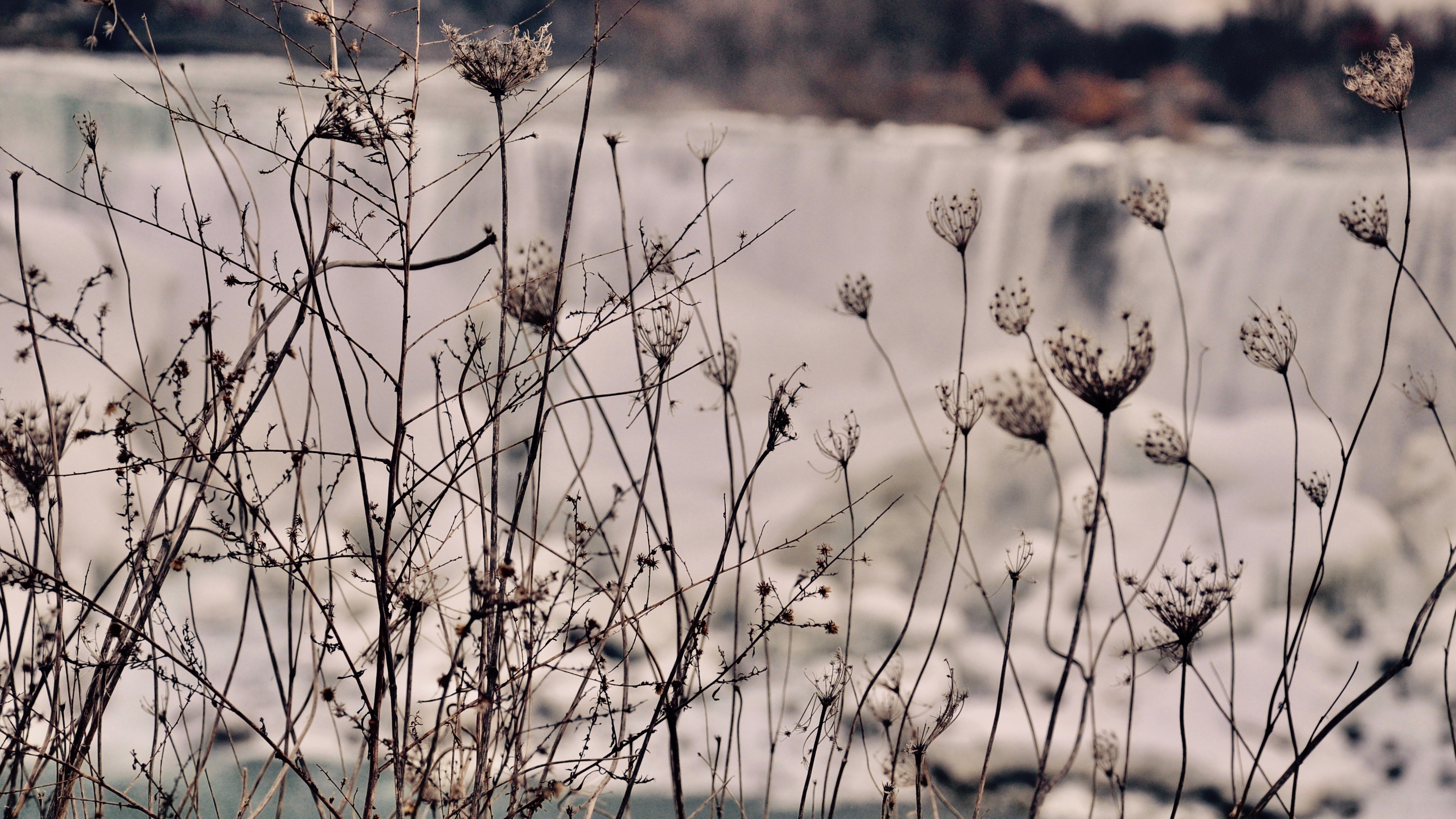 Experimentar: La mejor manera de atrapar a las MUSAS.