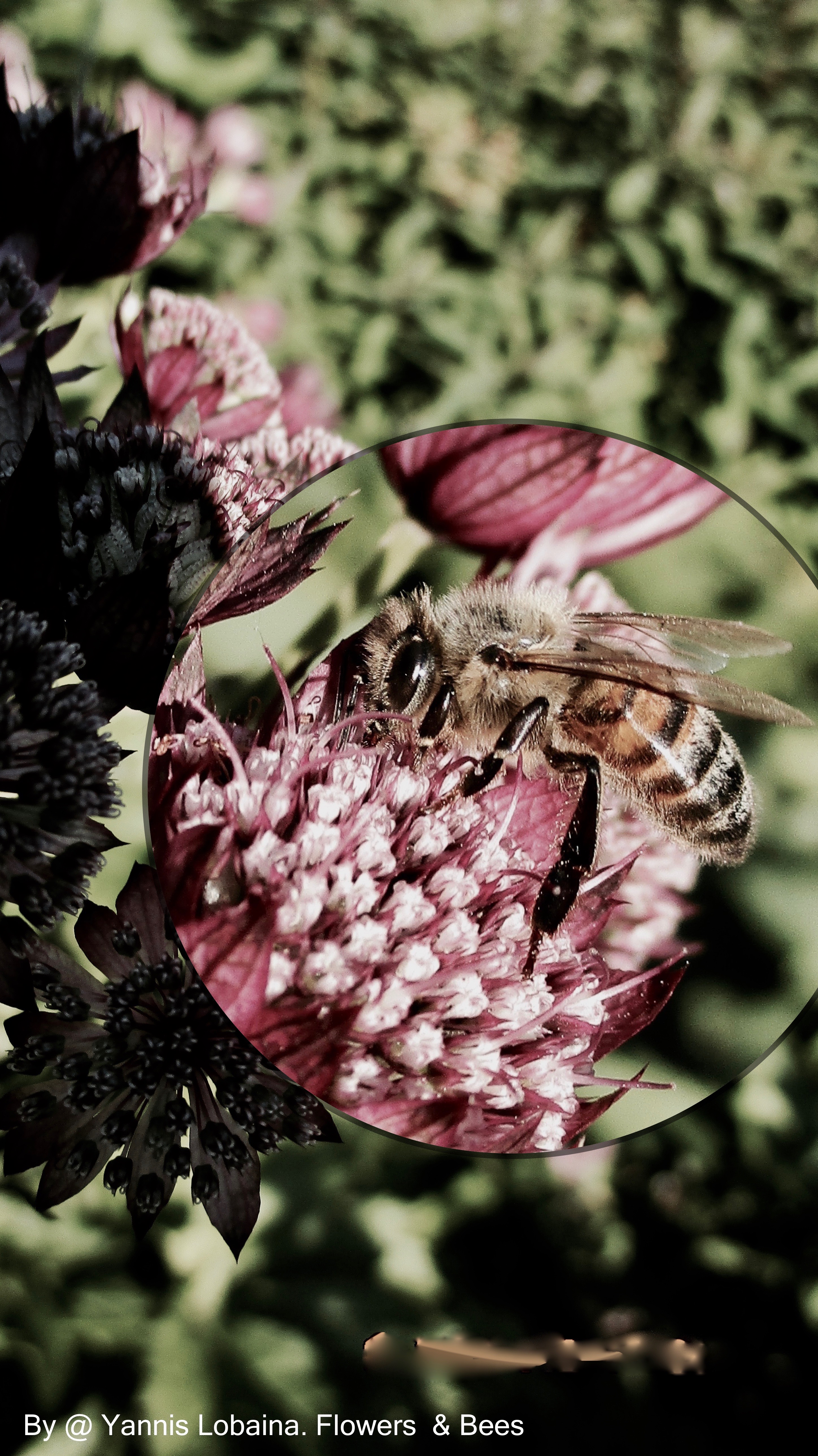 Flower &amp; Bees