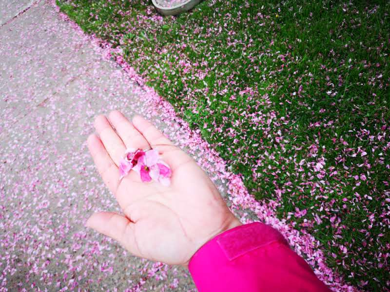 Recursos para apoyar el HOMESCHOOLING(in times of crisis). Y Miles de películas gratis en&nbsp;Kanopy.