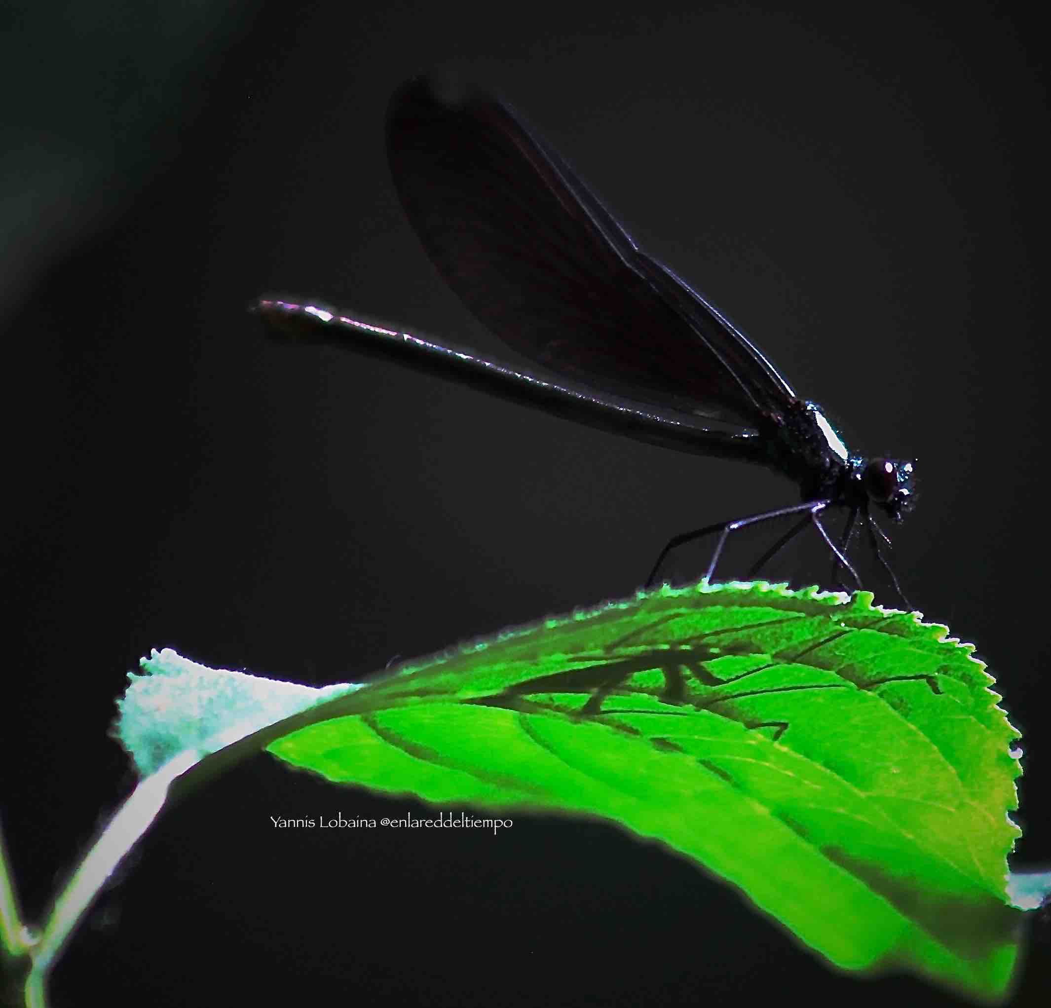 Ocho preguntas  y respuestas sobre  mi nueva serie fotográfica Awake.