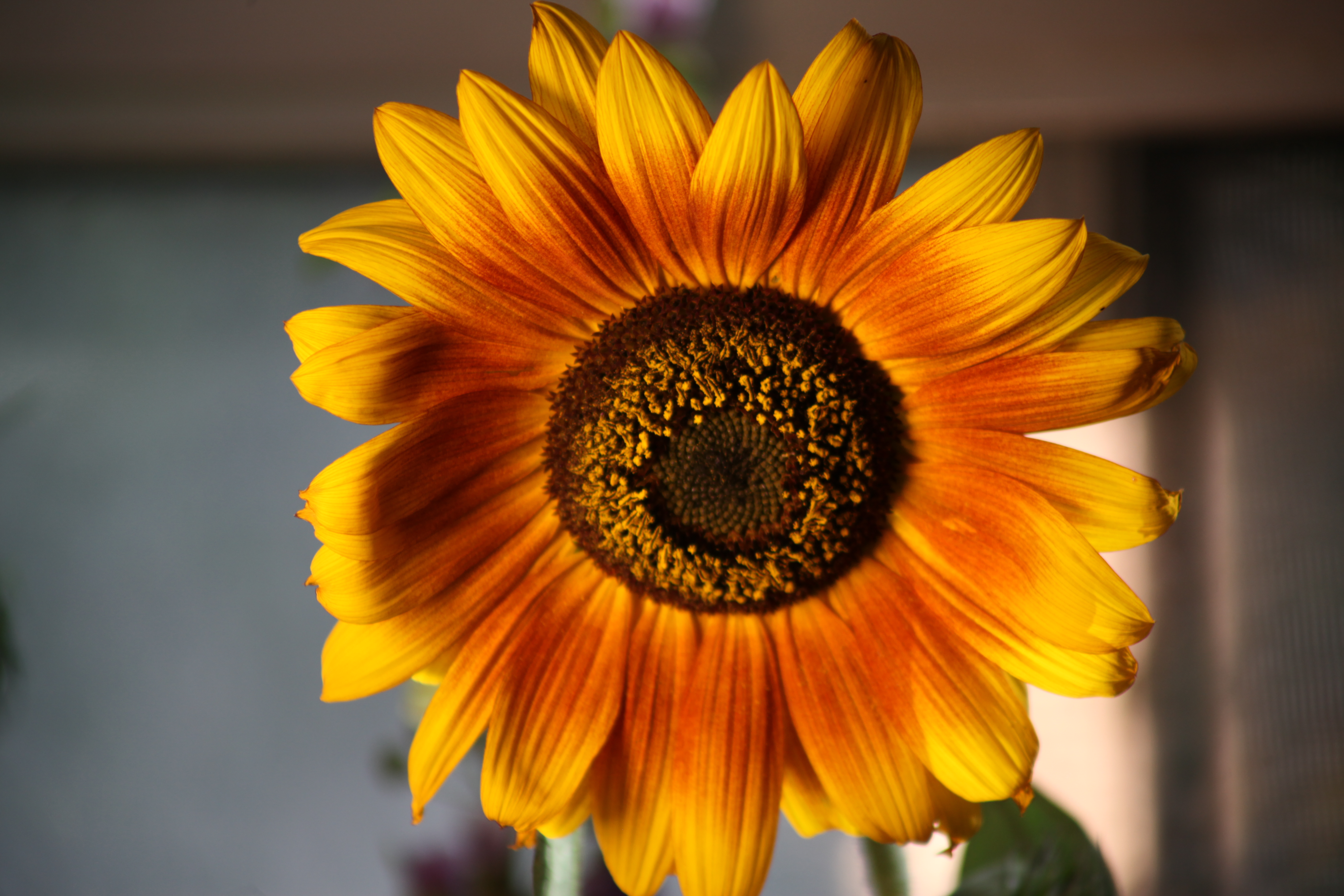 Los girasoles, íconos en el Arte,  la Música y la Literatura.
