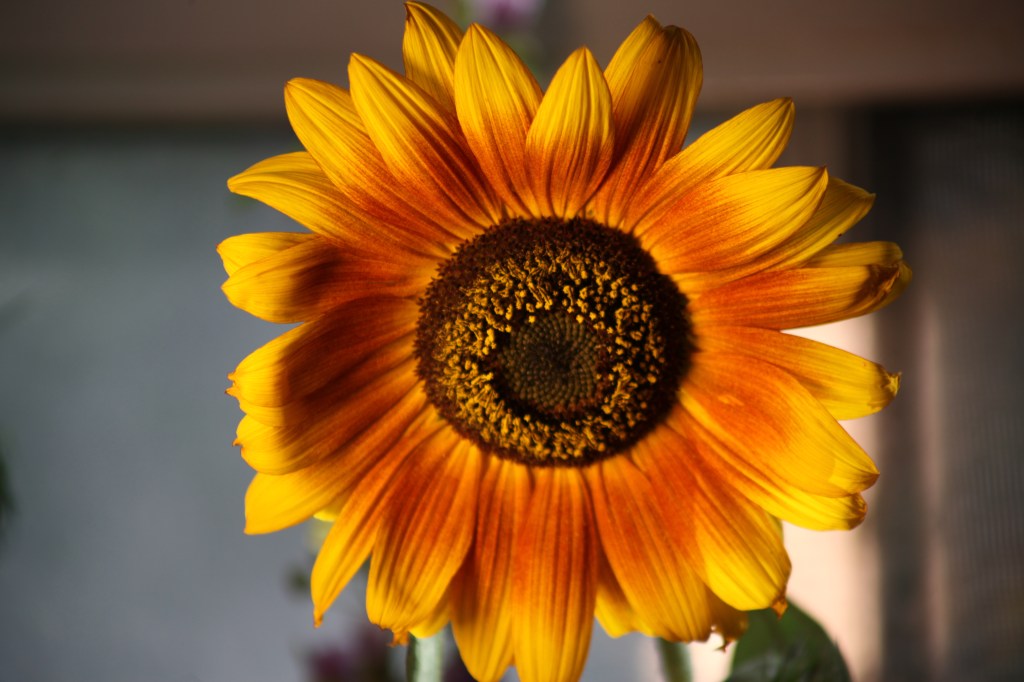 Los girasoles, íconos en el Arte,  la Música y la&nbsp;Literatura.