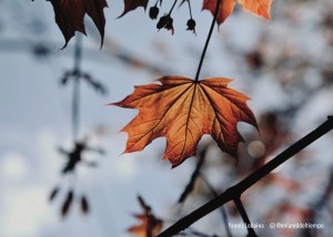 SERIES REBIRTH. TITLE: SOLITUTE. SIZE: 12" X 18".