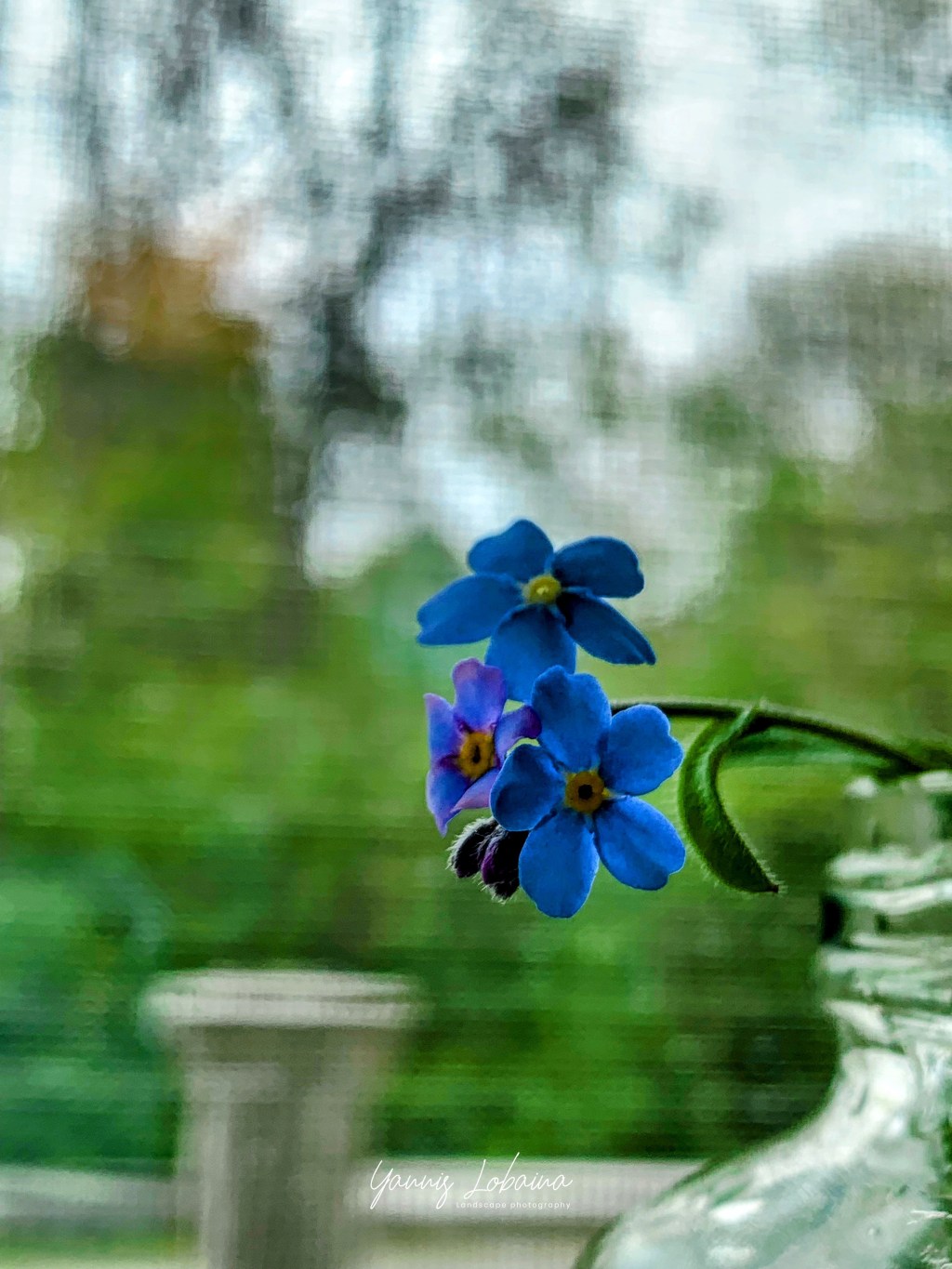 NOMEOLVIDES, FLORES HERMOSAS CON UNA HISTORIA PARA RECORDAR