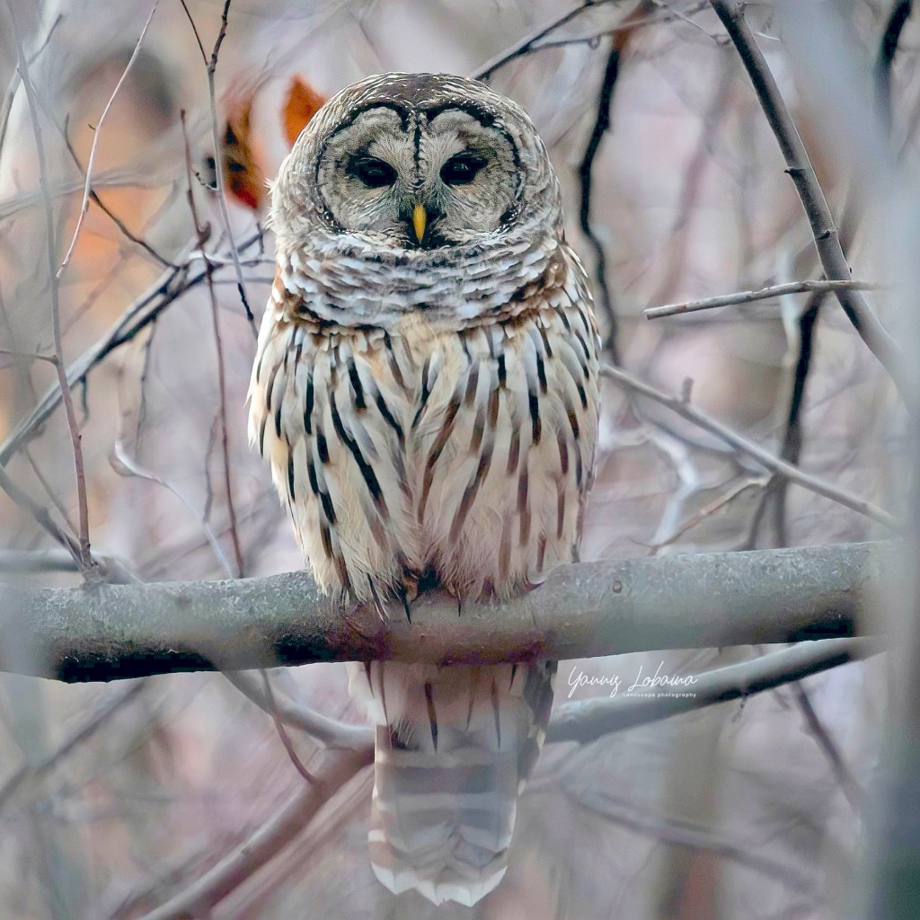 Encuentros mágicos / Magical encounters