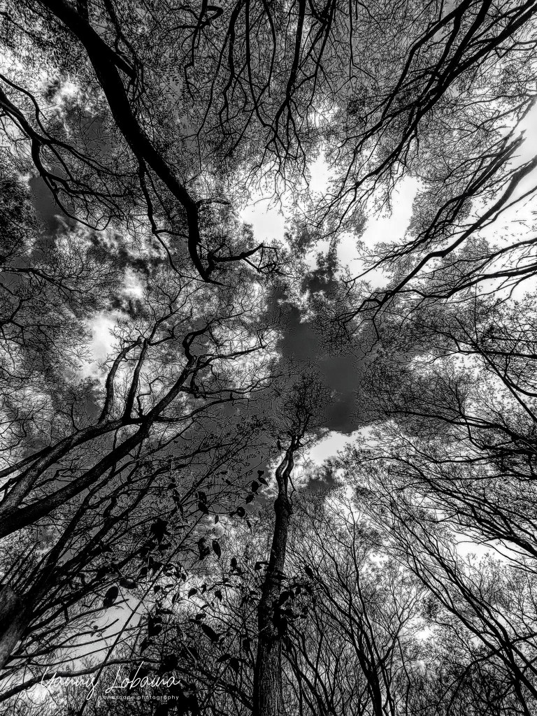 SYMBIOSIS, 2021 BY YANNIS LOBAINA 