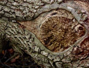 FRACTAL EYES, 2021 BY YANNIS LOBAINA. 