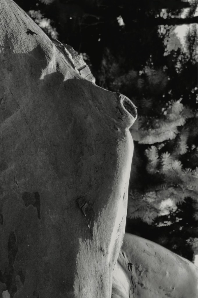 REBIRTH, 2021 BY YANNIS LOBAINA 