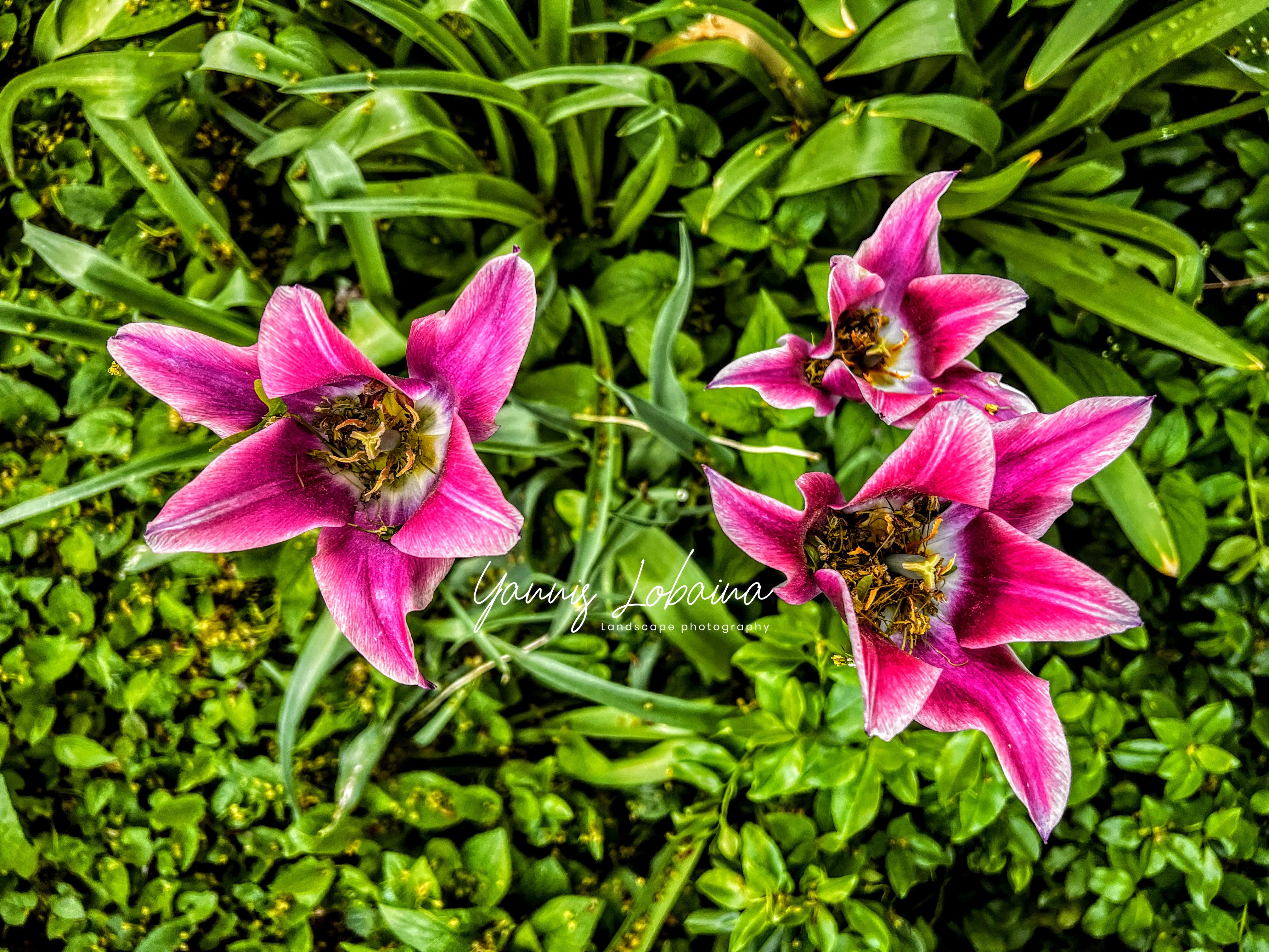 Feliz día de las madres, Happy Mother’s Day