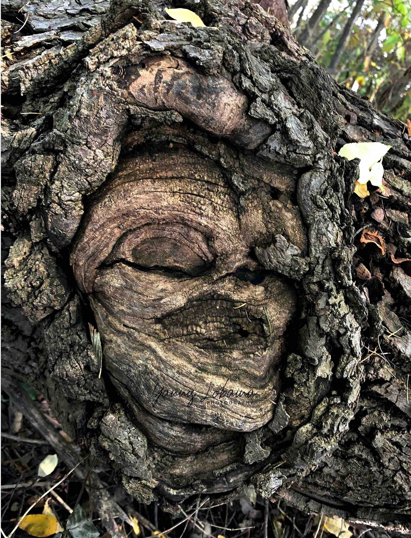 YANNIS LOBAINA, FEMALE SPIRIT ON AN OAK TREE, 2022 series Alive, Upside Down. This series received Exhibition Assistance: 2021–2022 by Ontario Arts Council Grant and RBC Space Award by Toronto Arts Foundation 2021.