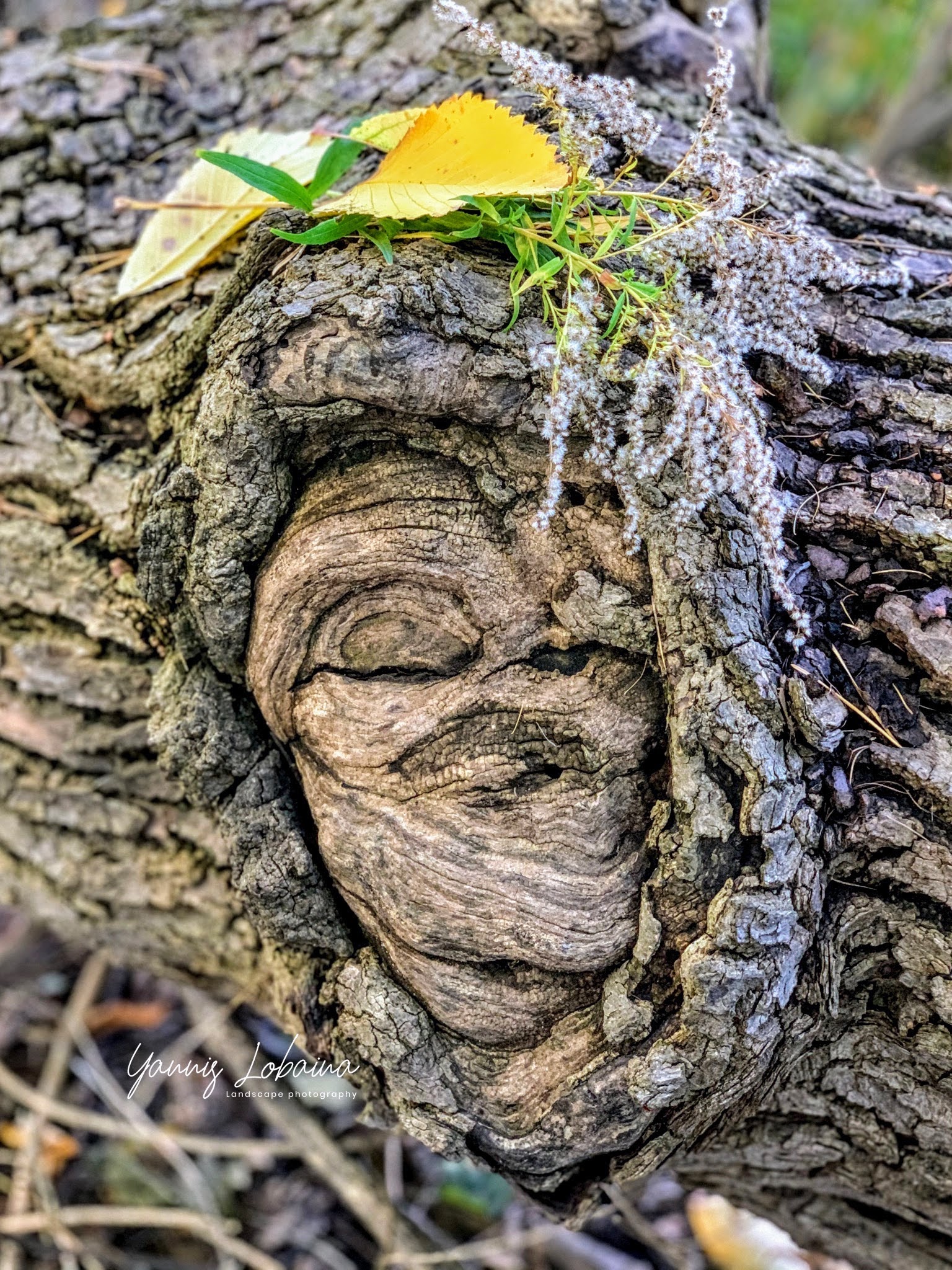 © Photographer Yannis Lobaina.