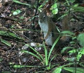 Ode to the Red Squirrel ©Yannis Lobaina