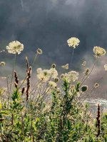 Morning Dew ©Yannis Lobaina