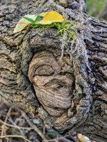 Title: Female Spirit An Oak Tree Medium: Photograph print on Canvas 30” x 24”